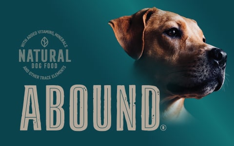 Abound dry dog food outlet