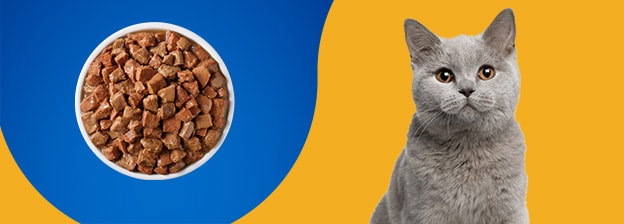 Cat with Food