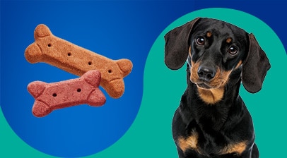 Dog with Food