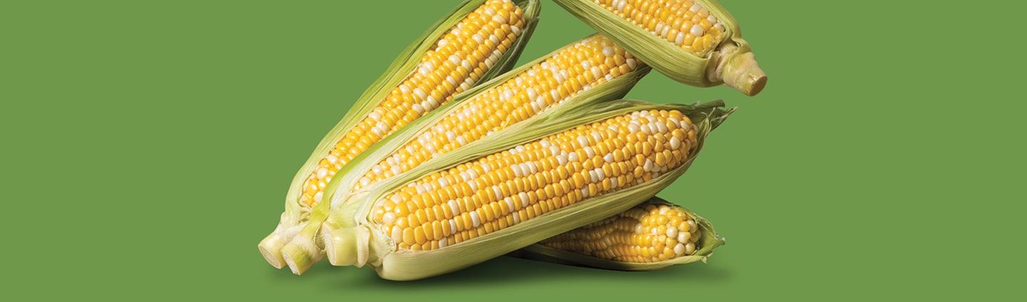 Pile of Fresh Corn on the Cob