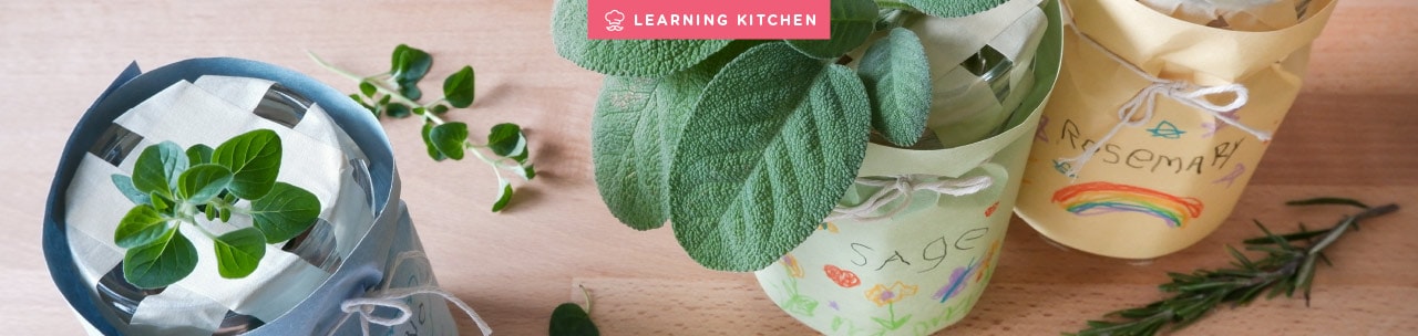 Growing Plants in Water