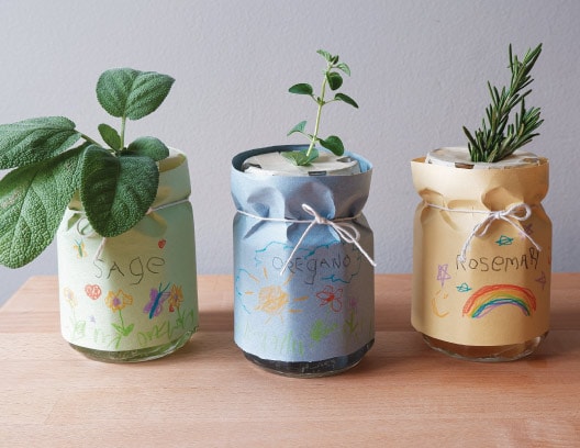 Home Hydroponics: herbs in jars