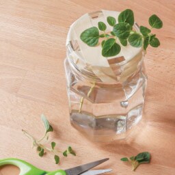 choose a healthy stem of herbs