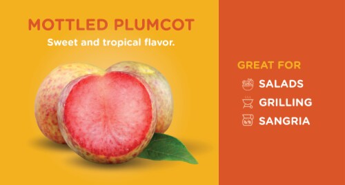 Mottled Plumcot Perspective: back