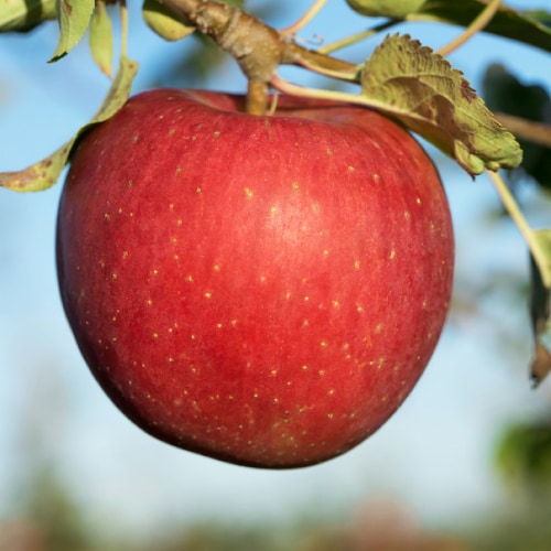 Large Evercrisp Apple - Each Perspective: back