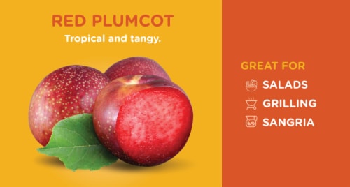 Red Plumcots Perspective: back