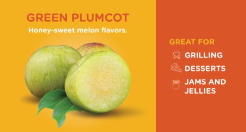 Green Plumcots Perspective: back