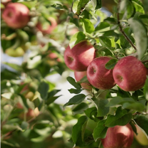 Large Kiku Apple - Each Perspective: back