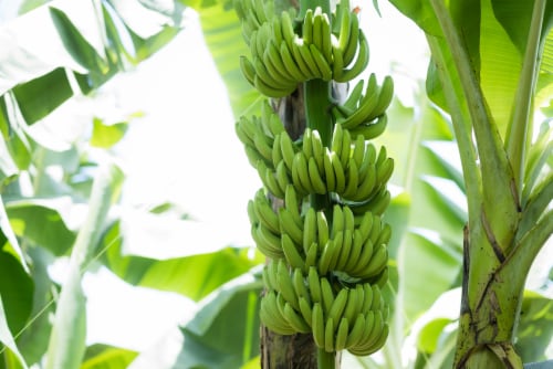 Fresh Banana - Single Perspective: back