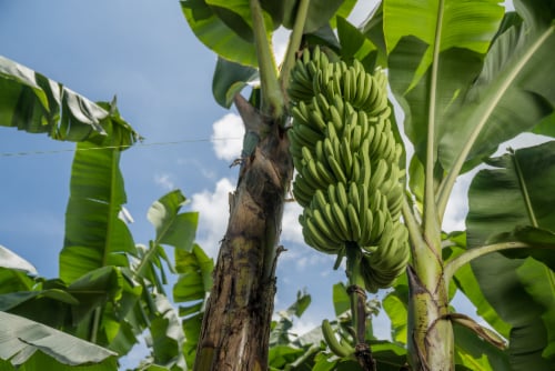 Bunch of Raw Organic Bananas Ready to Eat Stock Photo by esindeniz