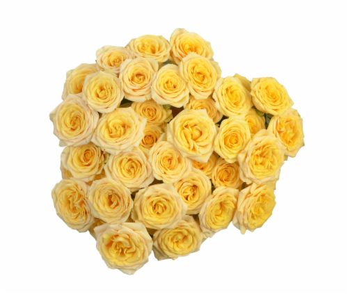 Bloom Haus Garden Delight Roses Perspective: back