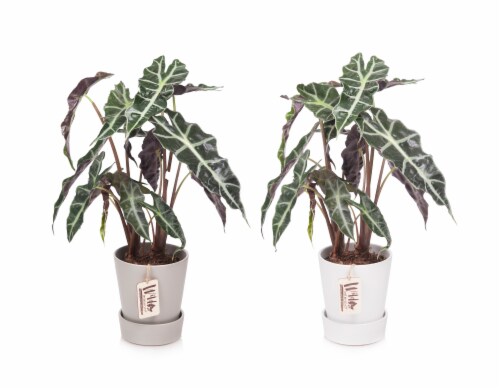 Signature Potted Alocasia Perspective: back