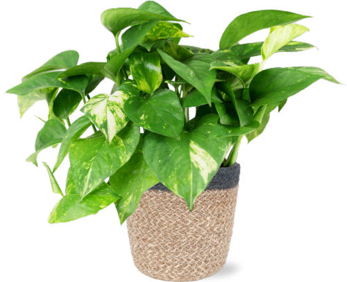 5 in Foliage In Jute Perspective: back
