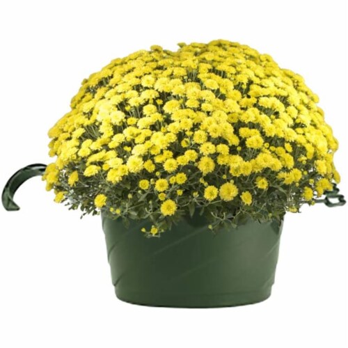 Akro Mils HSI1008B66 Euro Swirl Hanging Basket, Green, 10-Inch Perspective: back