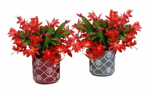 Fresh Holiday Zygo Christmas Cactus in 6 inch Container Perspective: back