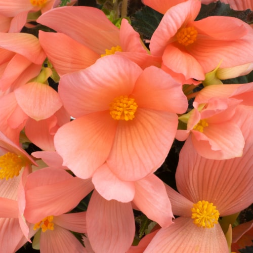 Fresh Begonia Coral in 8" pot Perspective: back