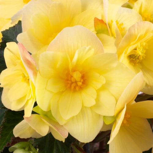 Fresh Begonia Blitz Yellow in 8" pot Perspective: back