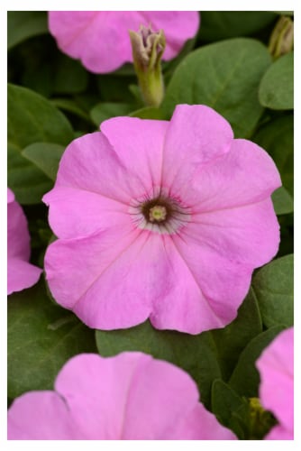 Fresh Petunia Solid Flat Perspective: back