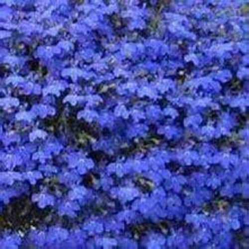 Fresh Lobelia Solid Flat Perspective: back