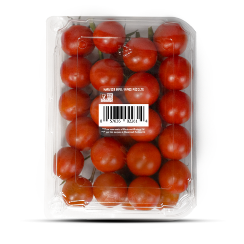 Sunset® Honey Bombs™ On-the-Vine Tomatoes Perspective: back