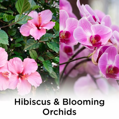Air Wick® Plug in Scented Oil™ Refill Hibiscus and Blooming Orchids Air Freshener Essential Oils Perspective: back