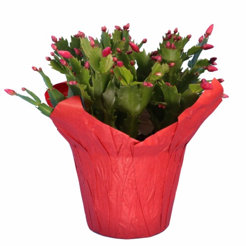Fresh Holiday Zygo Christmas Cactus in 6 inch Container Perspective: back