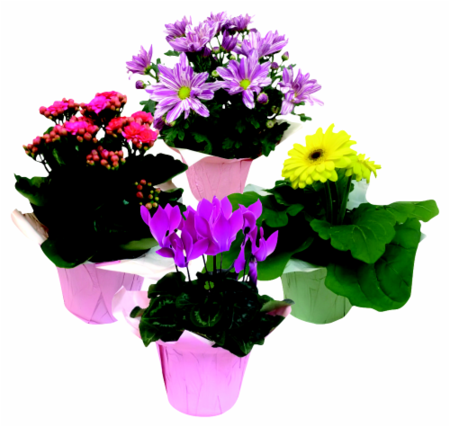 Special Blooming Plant Assorted Perspective: back