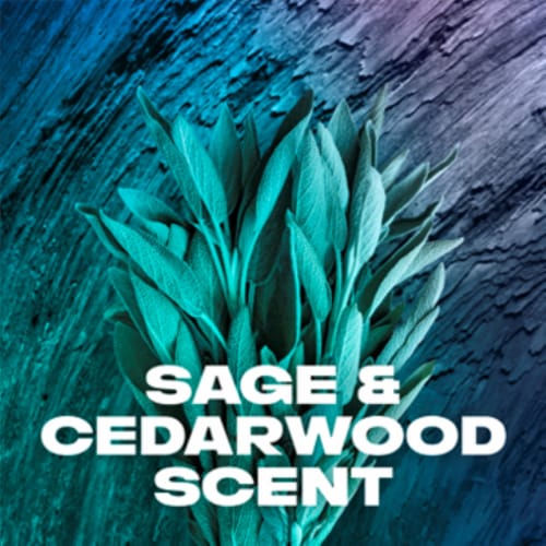 AXE Freshest Holiday Gift Set: Body Wash, Body Spray & Antiperspirant Deoderant , Sage & Cedarwood Perspective: back