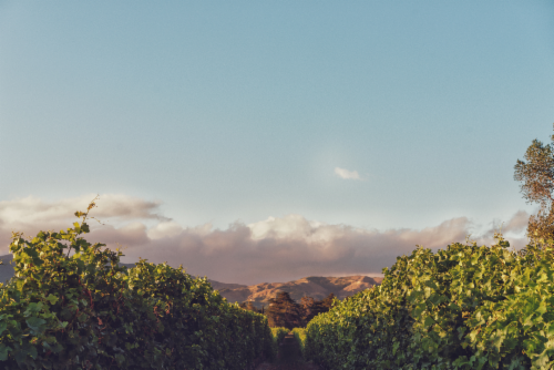 Cloudy Bay Sauvignon Blanc New Zealand White Wine Perspective: back