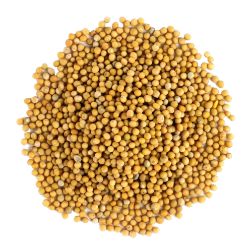 Frontier Organic Whole Yellow Mustard Seed Perspective: back