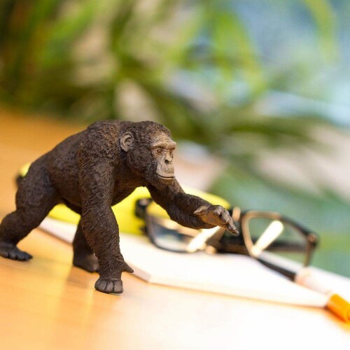 Chimpanzee Perspective: back