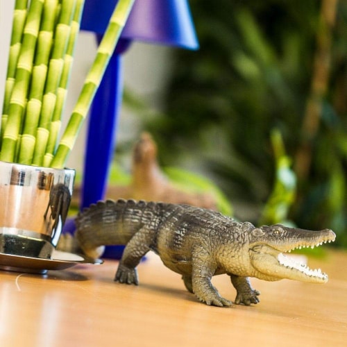 Saltwater Crocodile Perspective: back