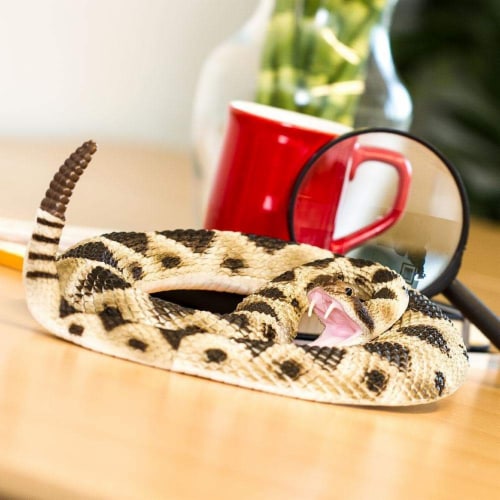 Eastern Diamondback Rattlesnake Perspective: back