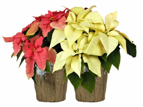 Fresh Red Poinsettia Plant in 4.5 inch Foil Covered pot Perspective: back