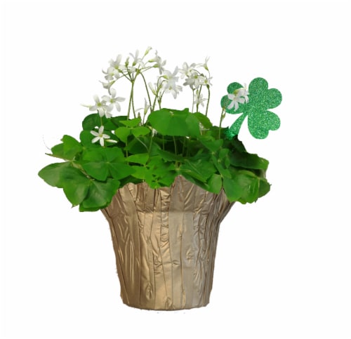Shamrock Potted Plant Perspective: back