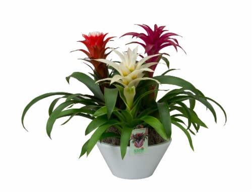 Bromeliad in Ceramic Pot Perspective: back