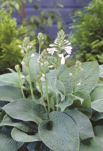 Hosta Drinking Gourd Bulb Sets Perspective: back