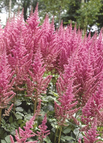 Astilbe Rheinland Bulbs Perspective: back