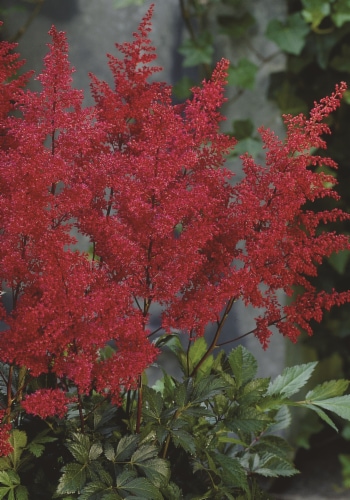 Astilbe Fanal Bulb Set Perspective: back