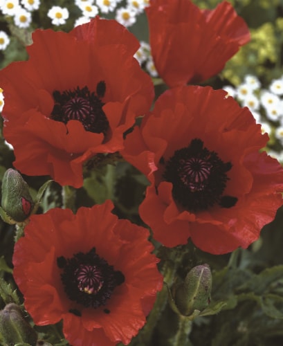 Oriental Poppy Red Seeds Perspective: back