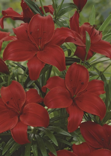 Asiatic Lily Blackout Seeds Perspective: back