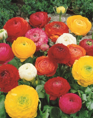 Ranunculus Mix Seeds Perspective: back