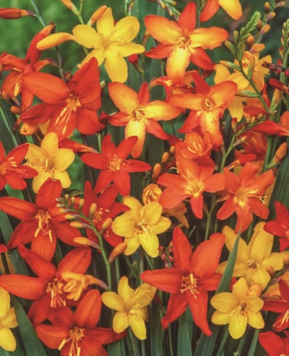 Crocosmia Evening Glow Mix Perspective: back