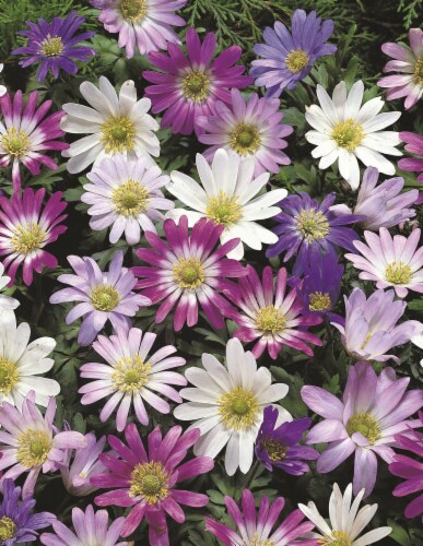 Anemone Blanda Breeze Mix Perspective: back
