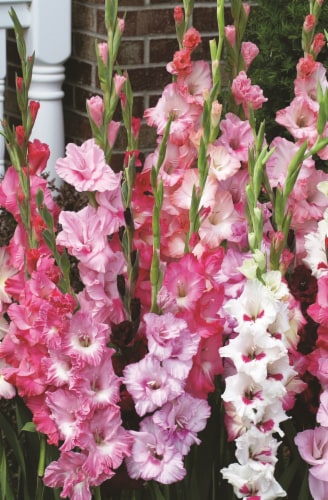 Gladiolus Pretty In Pink Bulbs Perspective: back