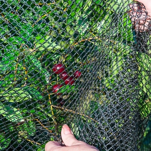Gardens Alive! Large Premium Bird Netting Plant Protector Perspective: back