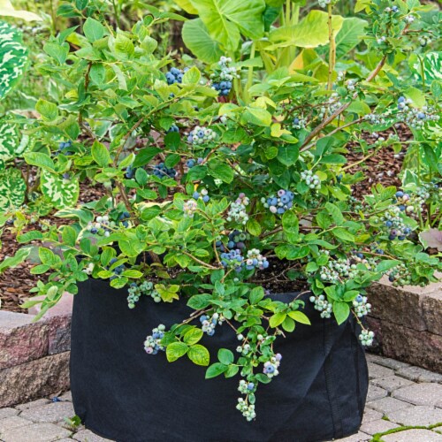 Gardens Alive! Grow Tub Growing Planter Perspective: back