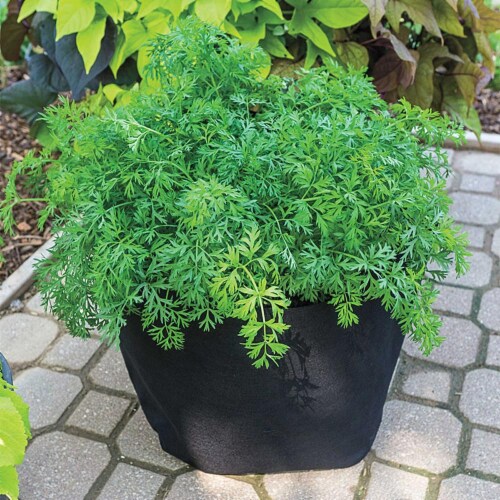 Gardens Alive! Grow Tub Growing Planter Perspective: back