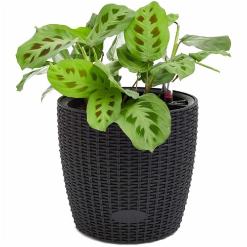 Pack Round Self Watering Pot Planter with Water Level Indicator, 8x8.5", Black Perspective: back
