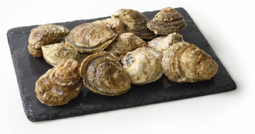 Live In-Shell Oysters Perspective: back